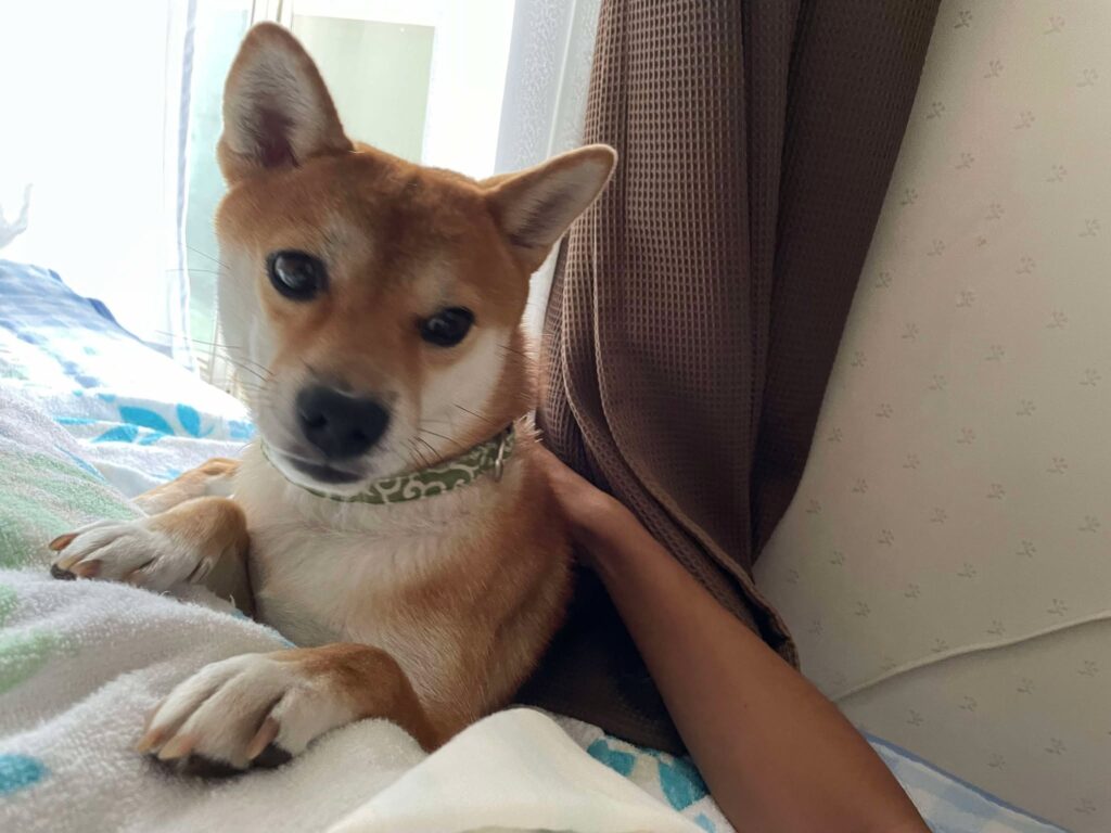豆柴